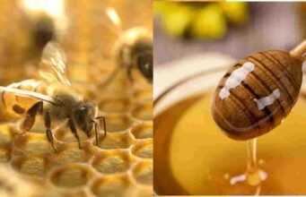 मधकेंद्र योजना |Madhkendra Yojana | मधमाशा पालन | Govt Schemes मधकेंद्र योजना