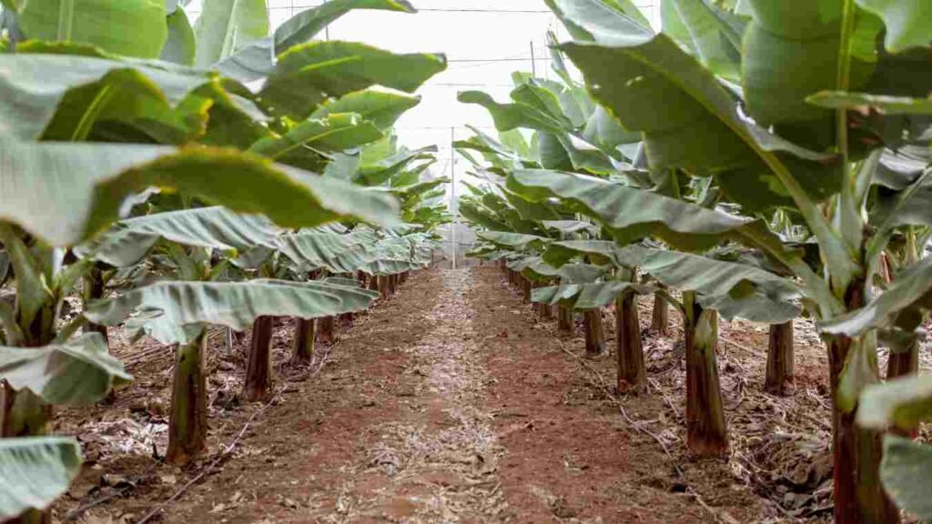 Banana Crop CMV disease