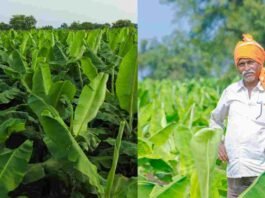 Banana Farming