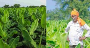 शेतकऱ्यांना प्रथमच केळी पिकावरील सीएमव्ही रोगासाठी नुकसान भरपाई Banana Farming