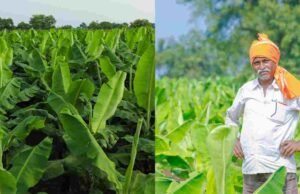 शेतकऱ्यांना प्रथमच केळी पिकावरील सीएमव्ही रोगासाठी नुकसान भरपाई Banana Farming