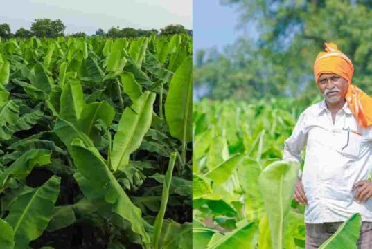 शेतकऱ्यांना प्रथमच केळी पिकावरील सीएमव्ही रोगासाठी नुकसान भरपाई Banana Farming