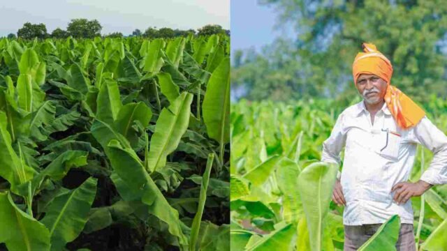 Banana Farming