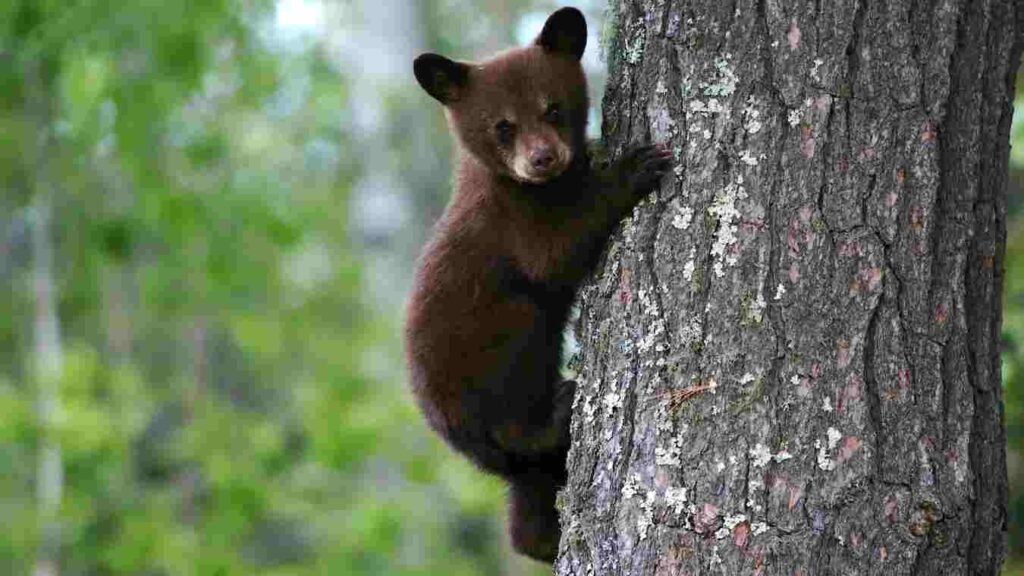 Bear activity in Satpura mountain near Akkalkuwa 