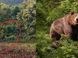 Bear activity in Satpura mountain near Akkalkuwa forest area