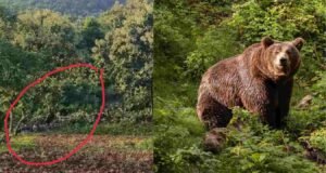 अक्कलकुवा वनक्षेत्रातील सातपुड्यातील पर्वत रांगांमध्ये अस्वलाचा वावर Bear activity in Satpura mountain near Akkalkuwa forest area