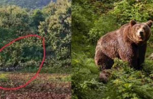 अक्कलकुवा वनक्षेत्रातील सातपुड्यातील पर्वत रांगांमध्ये अस्वलाचा वावर Bear activity in Satpura mountain near Akkalkuwa forest area