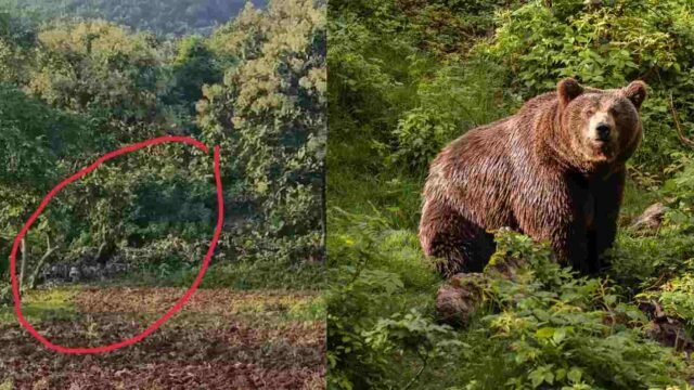 Bear activity in Satpura mountain near Akkalkuwa forest area