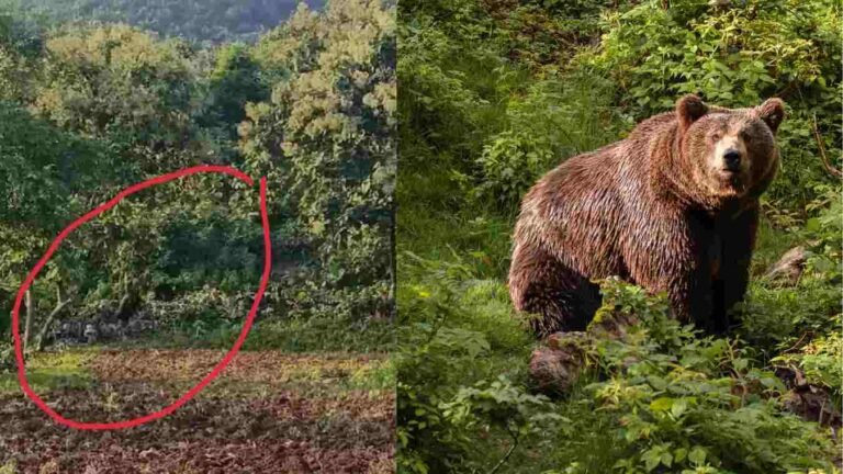 अक्कलकुवा वनक्षेत्रातील सातपुड्यातील पर्वत रांगांमध्ये अस्वलाचा वावर