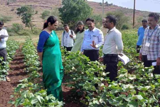 जेव्हा नंदुरबार जिल्हाधिकारी मनीषा खत्री थेट शेतकऱ्यांच्या बांधावर जातात… Manisha Khatri Collector Nandurbar