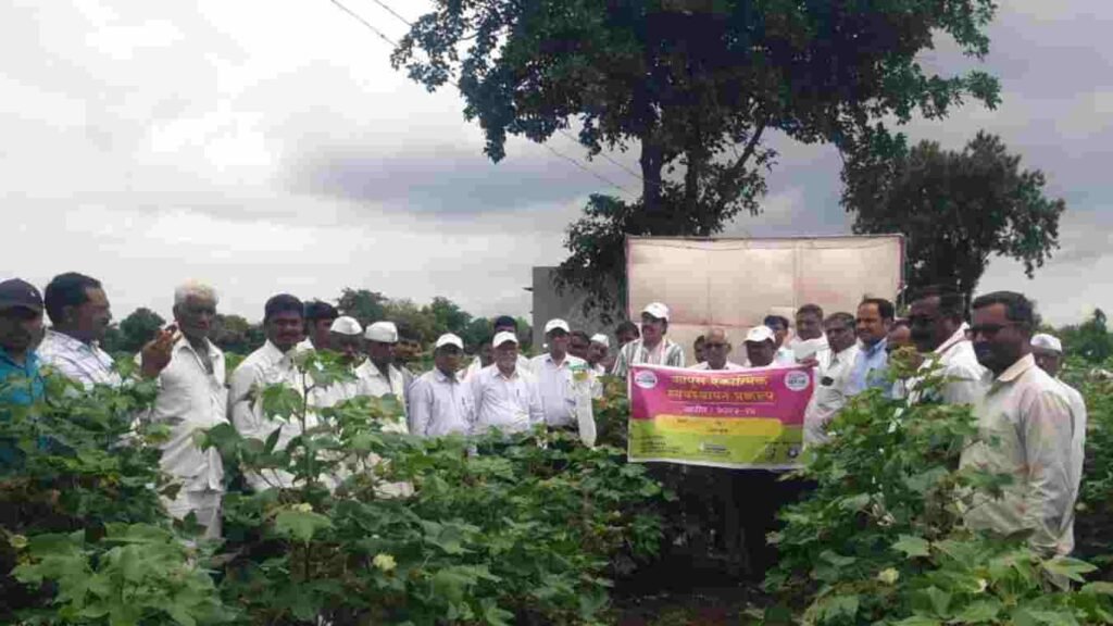 Pink Boll Worm in Cotton