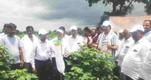 गुलाबी बोंड अळी शेतकऱ्यांनी गांभीर्याने घेण्याची गरज-डॉ.भागीरथ चौधरी Pink Boll Worm in Cotton