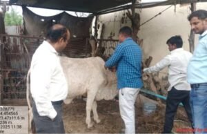 गणोर गावात लंपी आजार प्रतिबंधासाठी प्रभावी फवारणी मोहिम