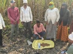 रब्बी हंगाम 2025-26 अंतर्गत बीजप्रक्रिया व उगवण क्षमता चाचणी प्रात्यक्षिके — शेतकऱ्यांसाठी मार्गदर्शक उपक्रम