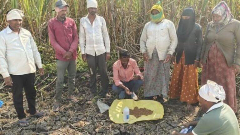 रब्बी हंगाम 2025-26 अंतर्गत बीजप्रक्रिया व उगवण क्षमता चाचणी प्रात्यक्षिके — शेतकऱ्यांसाठी मार्गदर्शक उपक्रम