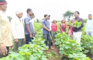 नंदुरबार प्रात्यक्षिक कार्यक्रम व प्रात्यक्षिक प्लॉट ला भेटी