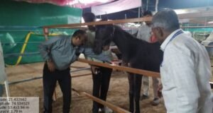 सारंगखेडा दत्त जयंती यात्रेतील अश्वबाजारासाठी पशुसंवर्धन विभागाची व्यापक पशुवैद्यकीय व्यवस्था