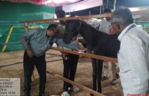 सारंगखेडा दत्त जयंती यात्रेतील अश्वबाजारासाठी पशुसंवर्धन विभागाची व्यापक पशुवैद्यकीय व्यवस्था