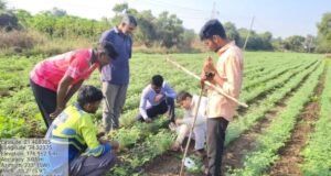 CROPSAP अंतर्गत हरभरा पिकासाठी शेतीशाळेचा तिसरा वर्ग संपन्न