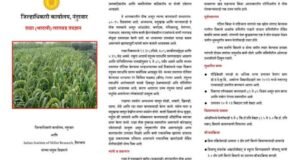 राळा (भादली) – कमी पाण्यात, जास्त पोषण!