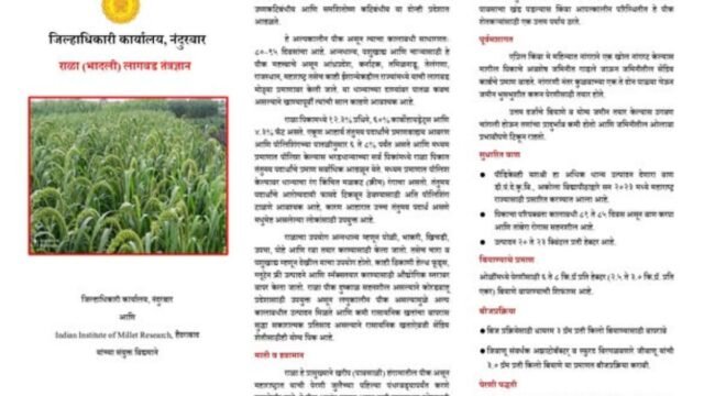 Rala (Bhadli) – Less water, more nutrition!