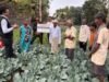 सातपुड्यात उगवली ब्रोकली; शेतकऱ्यांच्या उत्पन्नाला नवी दिशा सातपुड्यात भाजीपाला क्रांतीची नांदी