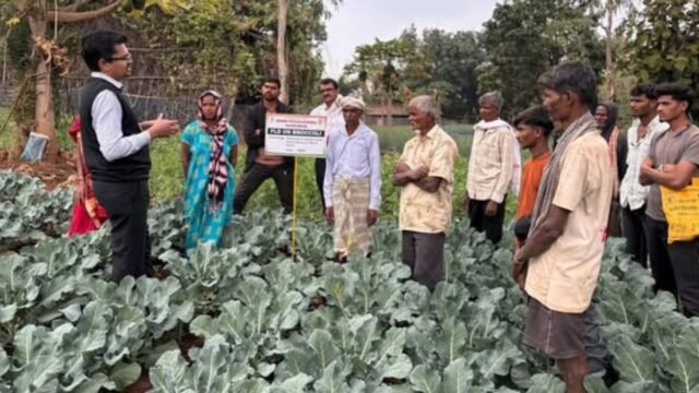 Broccoli grows in Satpura; A new direction for farmers' income, the beginning of a vegetable revolution in Satpura