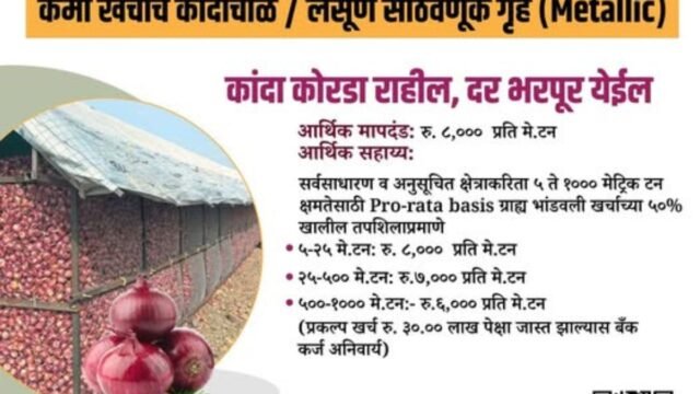 Onion rice plan, low cost, high profit!