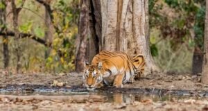 वाघ आणि बिबट्यांच्या संभाव्य हल्ल्यांपासून सतर्कतेचा इशारा देणारी कृत्रिम बुद्धिमत्तेवर (एआय) आधारित यंत्रणा पेंच परिसरात कार्यान्वित करण्यात आली आहे.