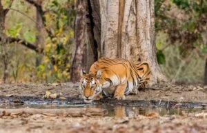वाघ आणि बिबट्यांच्या संभाव्य हल्ल्यांपासून सतर्कतेचा इशारा देणारी कृत्रिम बुद्धिमत्तेवर (एआय) आधारित यंत्रणा पेंच परिसरात कार्यान्वित करण्यात आली आहे.