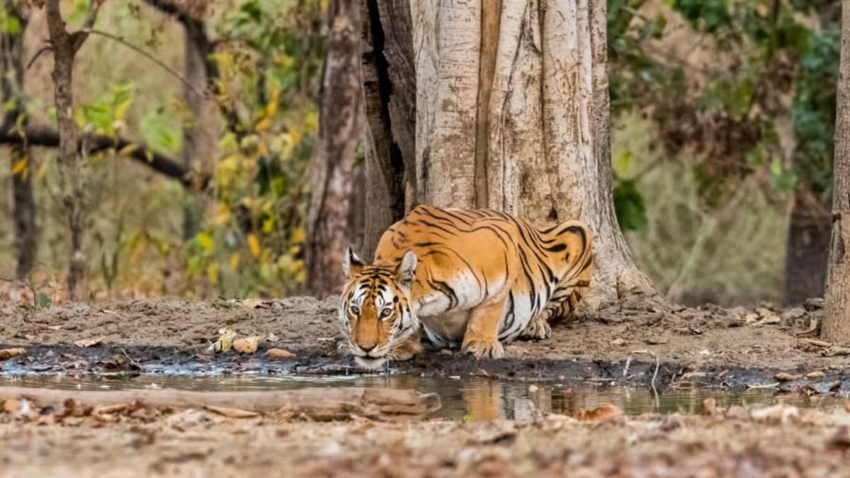 An artificial intelligence (AI)-based system that warns of possible attacks by tigers and leopards has been implemented in the Pench area.