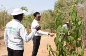 विभागीय आयुक्तांकडून जनसहयोग संस्थेतील वृक्षांची पाहणी