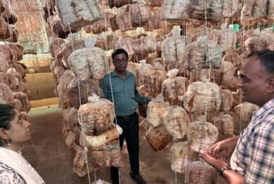 ग्रामीण उद्योजकतेला नवी दिशा; कहाटूळ येथील ‘ग्रीष्मा मशरूम युनिट’ला जिल्हाधिकाऱ्यांची भेट