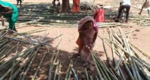लेगापाणी येथे बांबू विक्रीचा दुसरा यशस्वी प्रयोग; महिलांच्या पुढाकारातून रोजगार निर्मितीला चालना