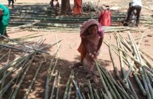 लेगापाणी येथे बांबू विक्रीचा दुसरा यशस्वी प्रयोग; महिलांच्या पुढाकारातून रोजगार निर्मितीला चालना