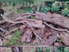 शासनाच्या वृक्षलागवड मोहिमेला हरताळ, अक्कलकुवा तालुक्यात सागवानाची बेकायदेशीर कत्तल, वन विभागाच्या कार्यपद्धतीवर प्रश्नचिन्ह