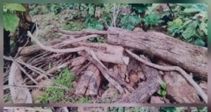 शासनाच्या वृक्षलागवड मोहिमेला हरताळ, अक्कलकुवा तालुक्यात सागवानाची बेकायदेशीर कत्तल, वन विभागाच्या कार्यपद्धतीवर प्रश्नचिन्ह