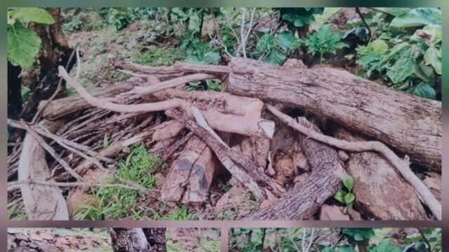 Government's tree plantation drive undermined; illegal felling of teak trees in Akkalkuva taluka; Forest Department's functioning under scrutiny.
