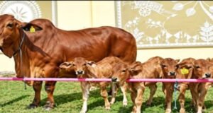 गोठ्यातील पारंपरिक पशुपालनापासून प्रयोगशाळेतील भ्रूणनिर्मितीपर्यंत महाराष्ट्राच्या दुग्धव्यवसायाची नवी श्वेतक्रांती