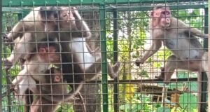 वडद हसोळ येथे मनसेच्या पुढाकाराने माकडांचा बंदोबस्त;वन विभागाकडून 6 माकडे जेरबंद,ग्रामस्थांनी मानले आभार